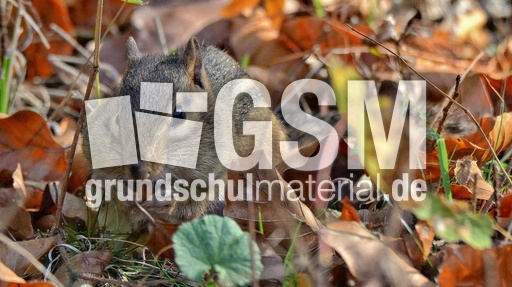 Streifenhörnchen (5).jpg